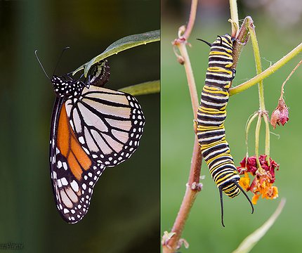 Entwicklung eines Monarchfalter (Danaus plexippus) Desarrollo de una mariposa monarca