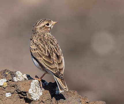 Stummellerche (Alaudala rufescens polatzeki)