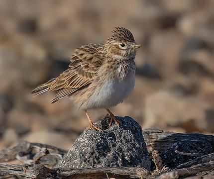 Stummellerche (Alaudula rufescens polatzeki)