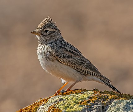 Stummellerche (Alaudula rufescens polatzeki)