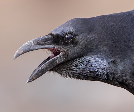 Corvus corax tingitanus I