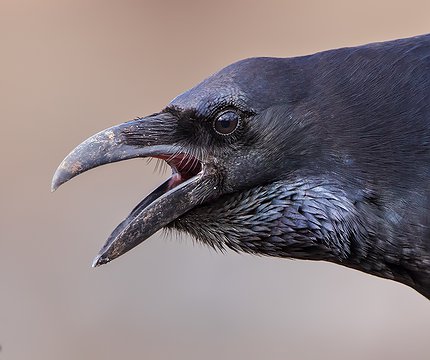 Corvus corax tingitanus I