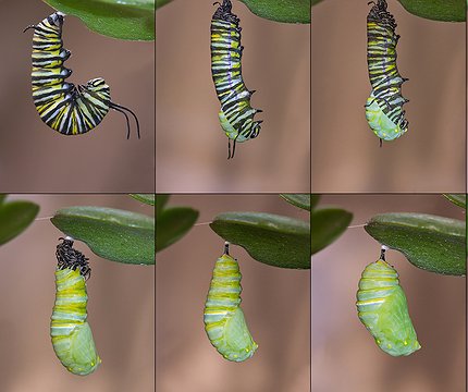 Entwicklung eines Monarchfalter (Danaus plexippus) Desarrollo de una mariposa monarca