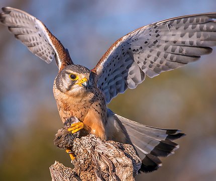Turmfalke (Falco tinnunculus canariensis) 03