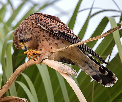 Turmfalke (Falco tinnunculus canariensis)