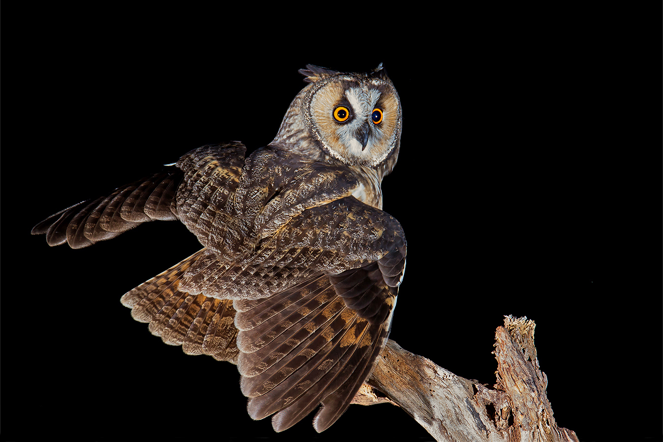 workshops/Waldohreule_Asio_otus_canariensis_2.jpg