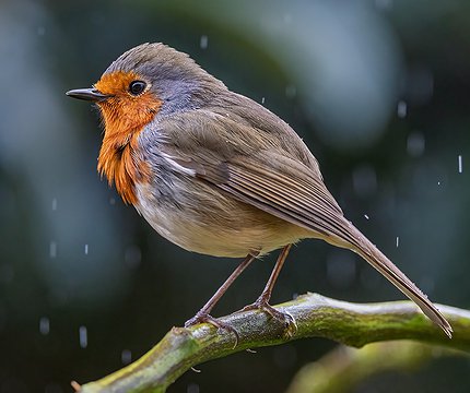 Kanaren-Rotkehlchen (Erithacus rubecula superbus)