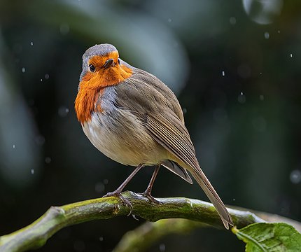 Kanaren-Rotkehlchen (Erithacus rubecula superbus)