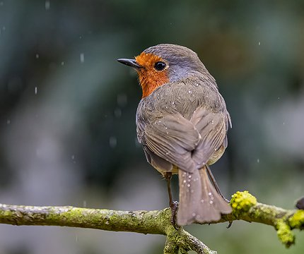 Kanaren-Rotkehlchen (Erithacus rubecula superbus)