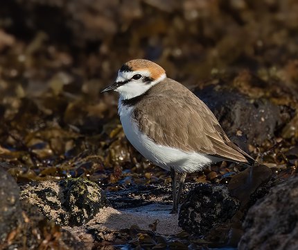 Seeregenpfeifer (Charadrius alexandrinus)