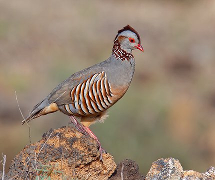 Felsenhuhn (Alectoris barbara)