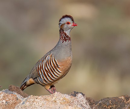Felsenhuhn (Alectoris barbara)