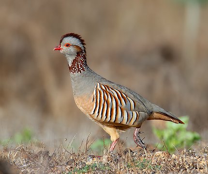 Felsenhuhn (Alectoris barbara)